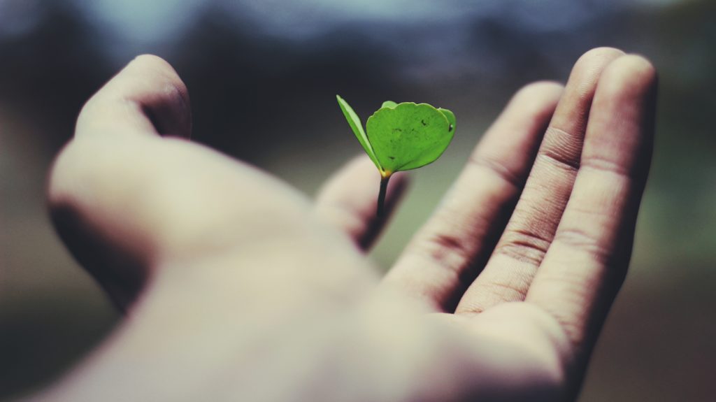 hand holding plant bud