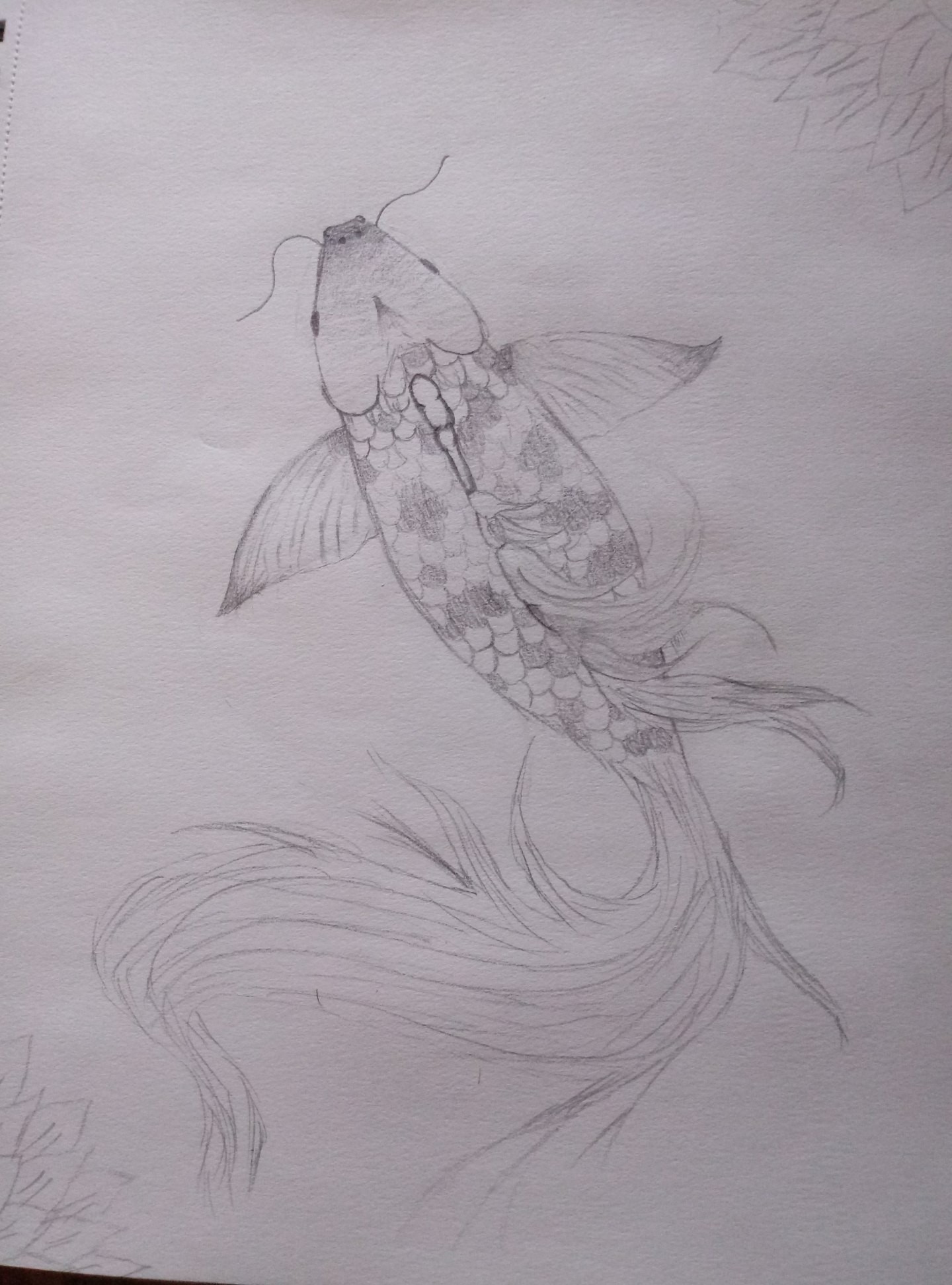A pencil drawing of a fish. Its tail is flowing